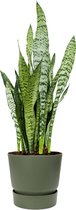 Sansevieria Zeylanica in Greenville groen | Vrouwentong