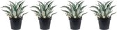 Kamerplanten van Botanicly – 4 × Agave Americana Mediopicta – Hoogte: 45 cm