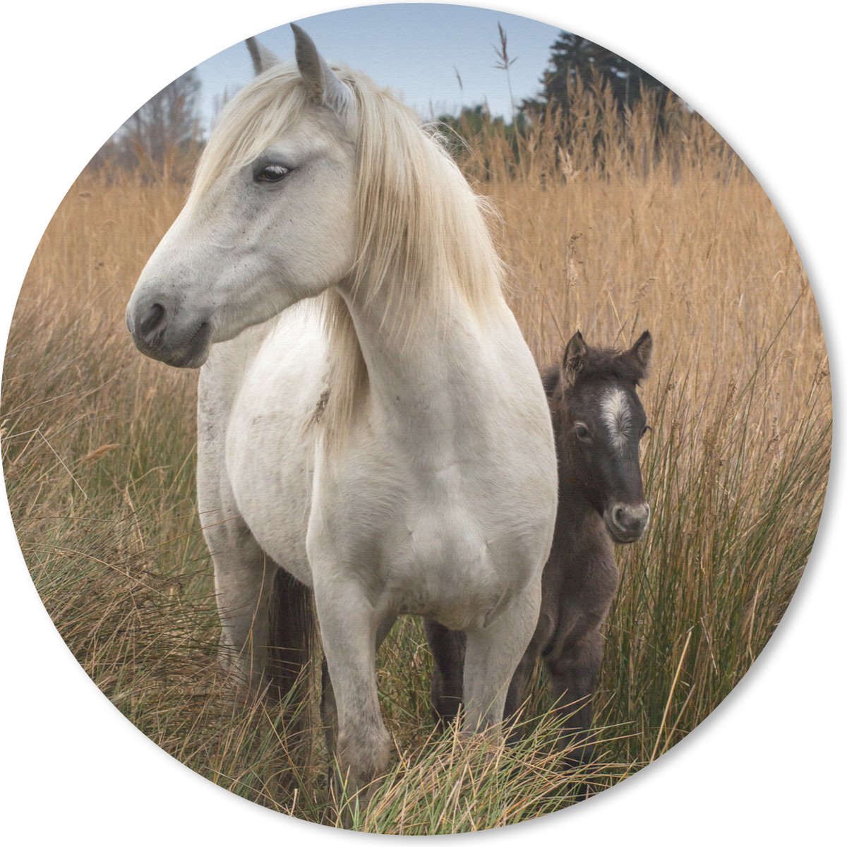 Muismat - Mousepad - Rond - Paard met veulen in Camargue - 20x20 cm - Ronde muismat