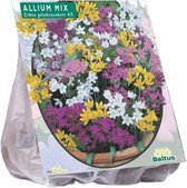 3 stuks Allium Mix