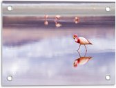 Tuinposter – Flamingo's in het Paarse Water - 40x30cm Foto op Tuinposter  (wanddecoratie voor buiten en binnen)