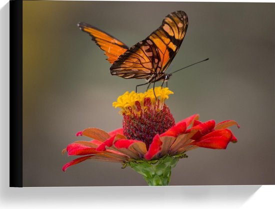 Canvas - Oranje Vlinder op Rode Bloem - Foto op Canvas Schilderij (Wanddecoratie op Canvas)