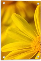 Tuinposter – Gele Bloemblaadjes - 40x60cm Foto op Tuinposter  (wanddecoratie voor buiten en binnen)