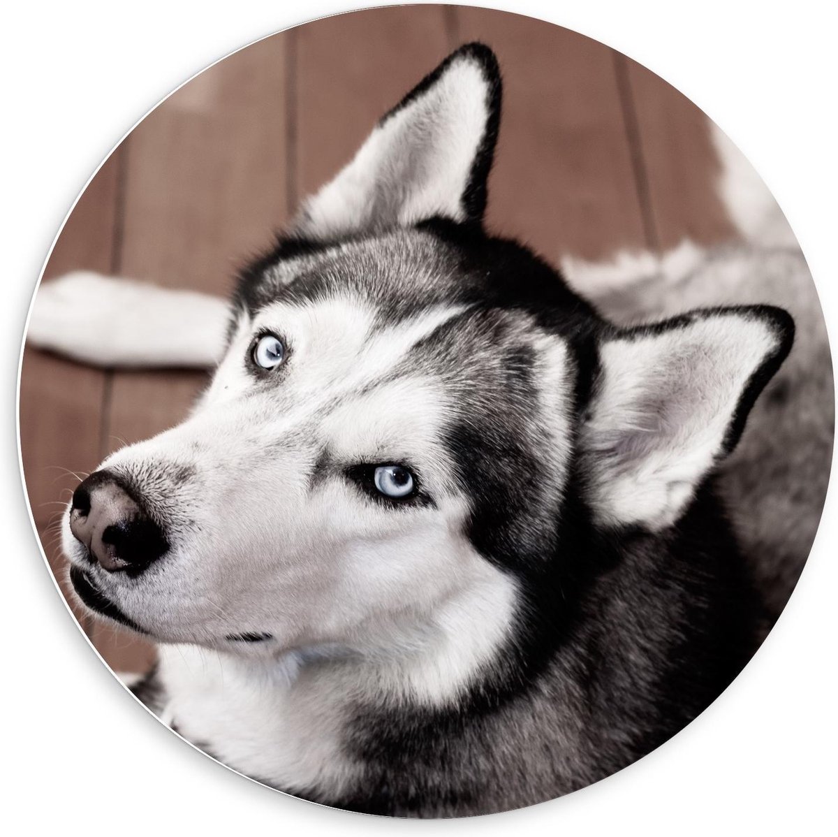 KuijsFotoprint - Schilderij - Husky Houten Vloer - Zwart, Wit En Bruin - 60 X 60 Cm