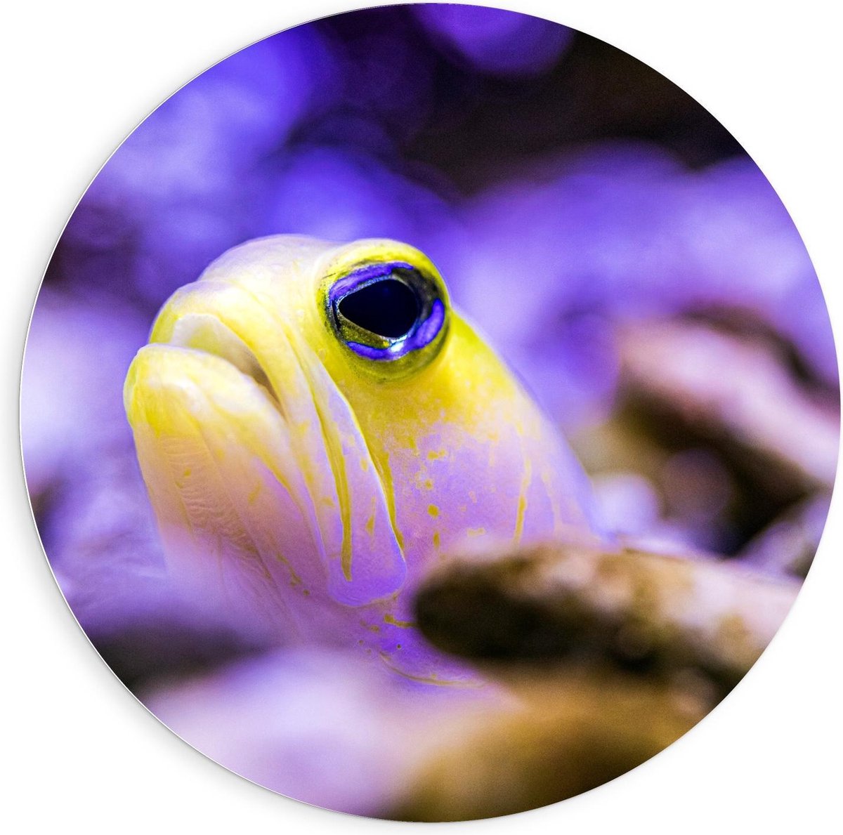 KuijsFotoprint Schilderij - Gele Vis Met Paarse Achtergrond - Zwart, Geel En Paars - 90 X 90 Cm