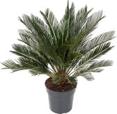 Cycas Revoluta 90 cm