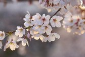 Fotobehang - Cherry Blossoms 384x260cm - Vliesbehang