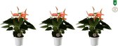 Kamerplanten van Botanicly – 3 × Flamingoplant – Hoogte: 30 cm – Anthurium andreanum Spirit