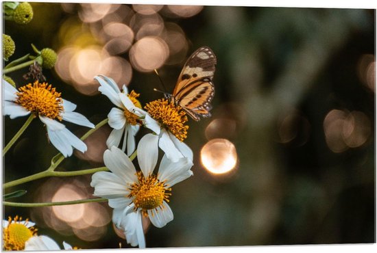 Acrylglas - Witte Bloemen met Vlinder - 90x60cm Foto op Acrylglas (Wanddecoratie op Acrylglas)