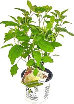 Hortensia Wit | Hydrangea arbo. 'Strong Annabelle'® per stuk - Buitenplant ⌀19 cm - ↕45-55 cm