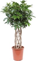 Schefflera Arboricola compacta (Schefflera Arboricola compacta)