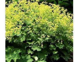 6 x Alchemilla Mollis - Vrouwenmantel pot 9x9cm