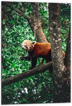 Dibond - Rode Panda in de Bomen - 60x90cm Foto op Aluminium (Met Ophangsysteem)