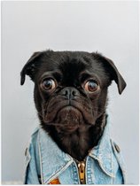 Poster – Mops Hond met Spijkerjasje  - 30x40cm Foto op Posterpapier