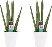 Kamerplanten van Botanicly – 2 × Vrouwentongen incl. sierpot wit als set – Hoogte: 35 cm – Sansevieria Cylindrica