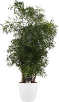 Kamerplant van Botanicly – Aralia incl. sierpot wit als set – Hoogte: 95 cm – Polyscias Balfouriana