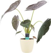 Kamerplant van Botanicly – Olifantsoor incl. crème kleurig sierpot als set – Hoogte: 65 cm – Alocasia Wentii
