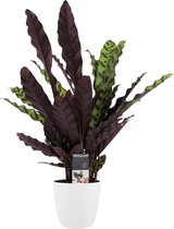 Kamerplant van Botanicly – Marantaceae incl. sierpot wit als set – Hoogte: 55 cm – Calathea Insigne