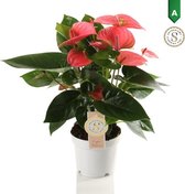 Kamerplant van Botanicly – Flamingoplant – Hoogte: 40 cm – Anthurium andreanum Pink Champion
