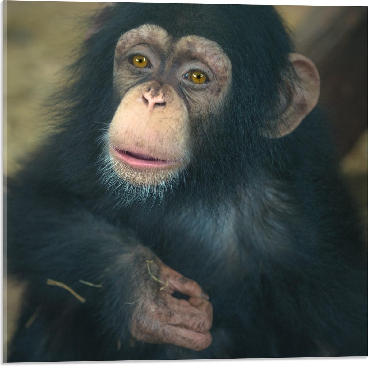 Acrylglas - Chimpansee Baby - 50x50cm Foto op Acrylglas (Met Ophangsysteem)