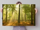 Poster Sunbeam Forest 61x91,5 cm
