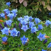 25 x Gentiana sino-ornata 'Eugens Allerbester' - Herfstgentiaan in 9x9cm pot met hoogte 5-10cm