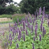 12 x Agastache Black Adder - Dropplant in C2 pot met hoogte 10-20cm