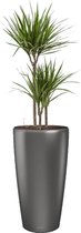 Dracaena Marginata in watergevende Rondo antraciet | Drakenbloedboom