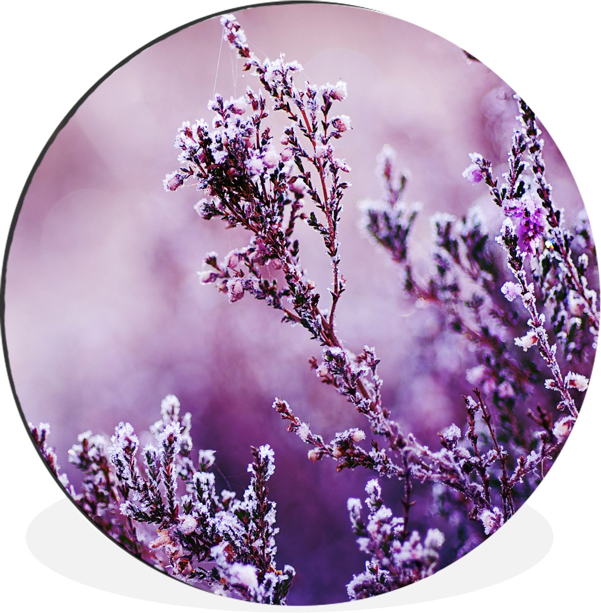 WallCircle Wandcirkel - Muurcirkel - Lavendel - Winter - Bloemen - Paars - Aluminium - Dibond - 60x60 cm - Binnen en Buiten