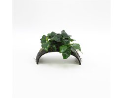 Moerings Cocosnoot armband met anubias Waterplant