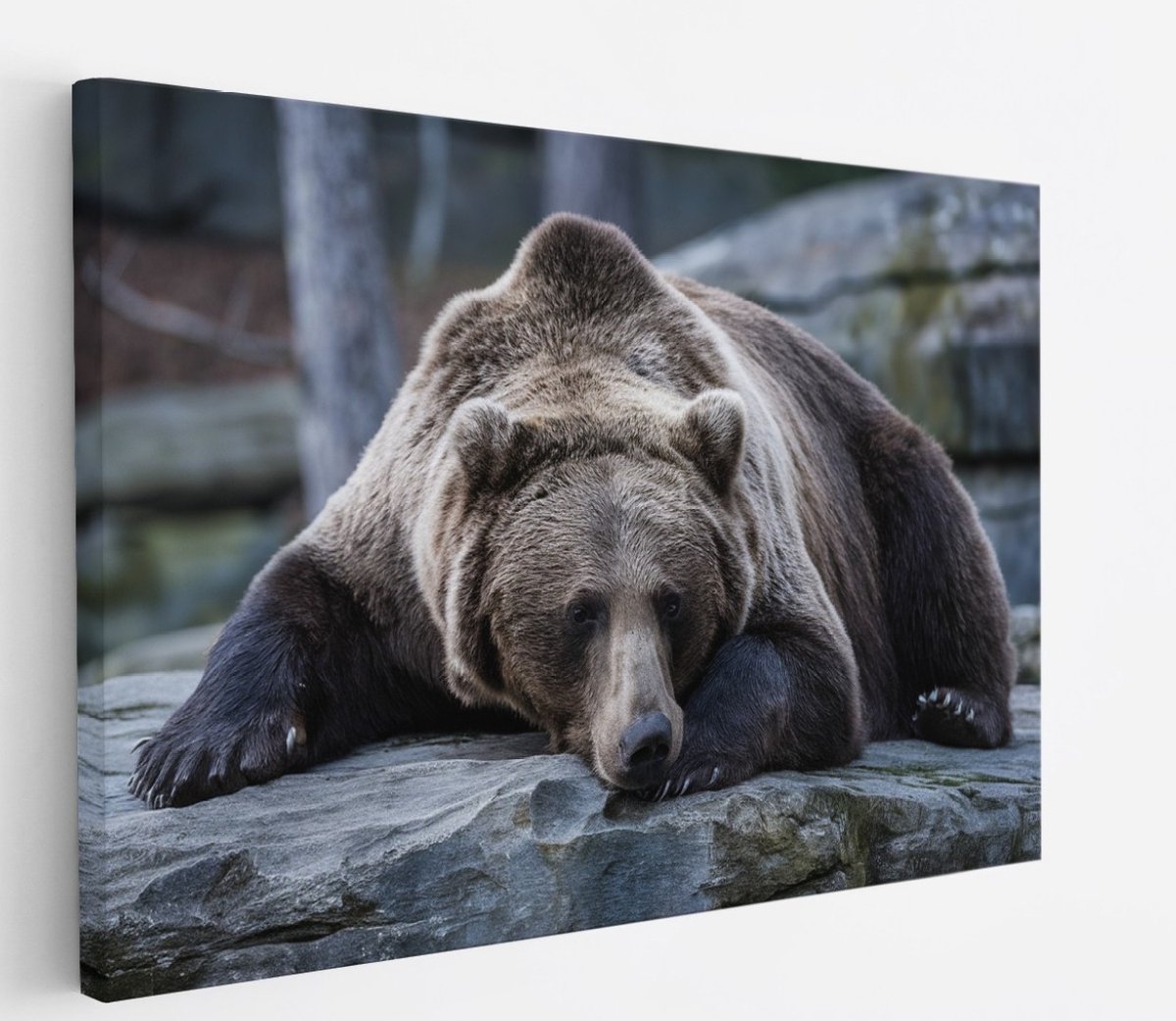 Saammp Canvas Schilderij - Slapende Bruine Beer - Natuur - Dieren - 40x30 - Foto op canvas - Wanddecoratie - Muurdecoratie Woonkamer - Slaapkamer decoratie - Canvas Print Multicolor