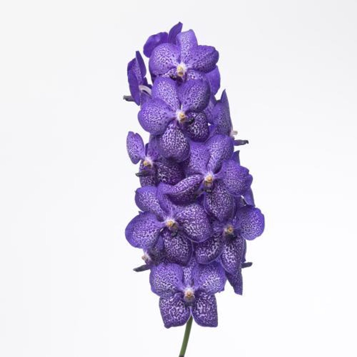 16x Vanda sun.blueberry smoothie