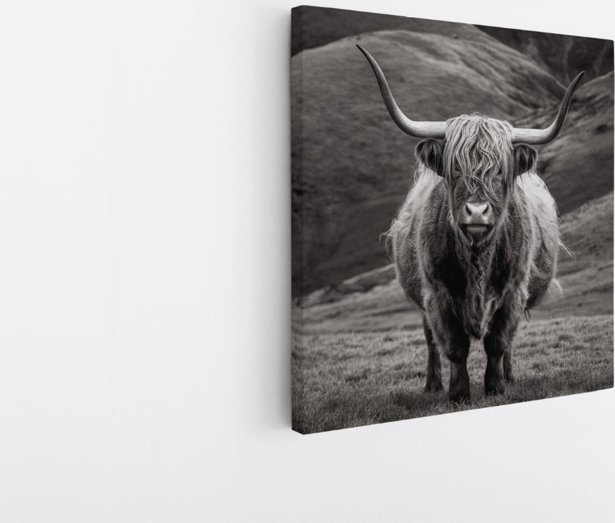 Saammp Canvas Schilderij - Schotse Hooglander Koe tussen de rode planten - Landschap - Dieren - Natuur - 100x100 - Foto op canvas - Wanddecoratie - muurdecoratie Woonkamer - Slaapkamer decoratie - Canvas Print Multicolor