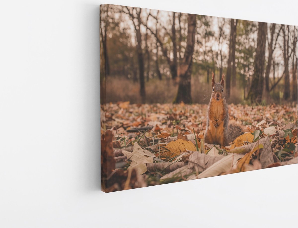 Saammp Canvas Schilderij - Eekhoorn tussen de bladeren - Natuur - Dieren - 90x60 - Foto op canvas - Wanddecoratie - Muurdecoratie Woonkamer - Slaapkamer decoratie - Canvas Print Multicolor