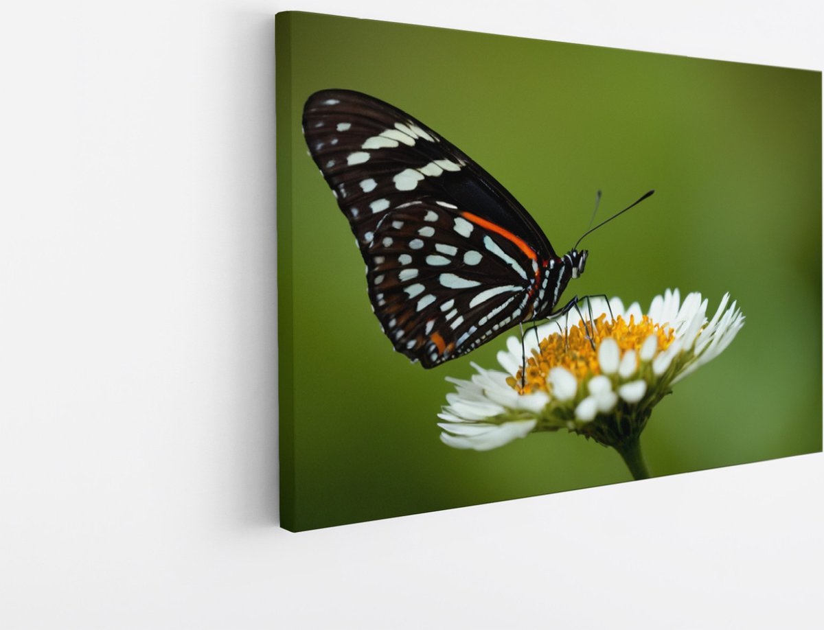 Saammp Canvas Schilderij -Vlinder op witte bloem - Dieren - Natuur - 40x30 - Foto op canvas - Wanddecoratie - muurdecoratie Woonkamer - Slaapkamer decoratie - Canvas Print Multicolor
