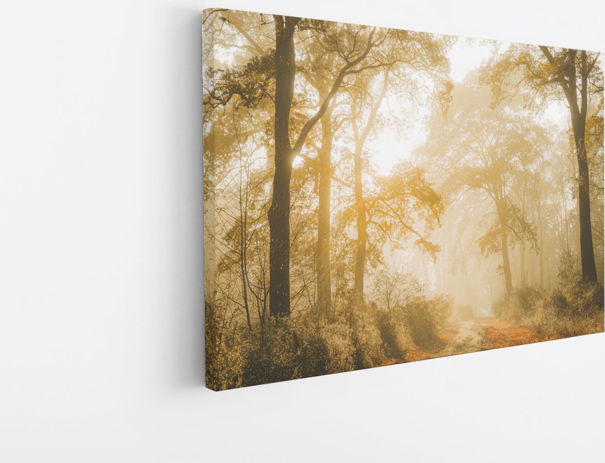 Saammp Canvas Schilderij - Lichtval tussen de Bomen - Landschap - Natuur - 40x30 - Foto op canvas - Wanddecoratie - Muurdecoratie Woonkamer - Slaapkamer decoratie - Canvas Print Multicolor