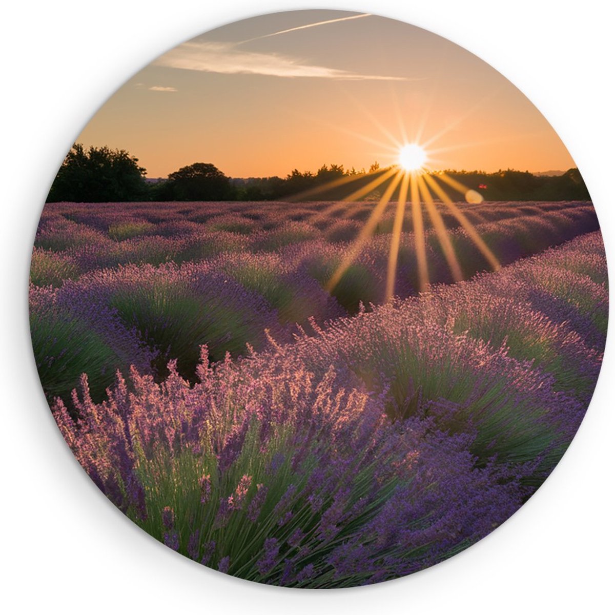 Saammp Forex Muurcirkel - Lavendelveld tijdens zonsopgang - Natuur - Landschap - Ø 50 - Wandcirkel - Wanddecoratie Cirkel - Muurdecoratie Woonkamer - Slaapkamer decoratie - Rond Schilderij
