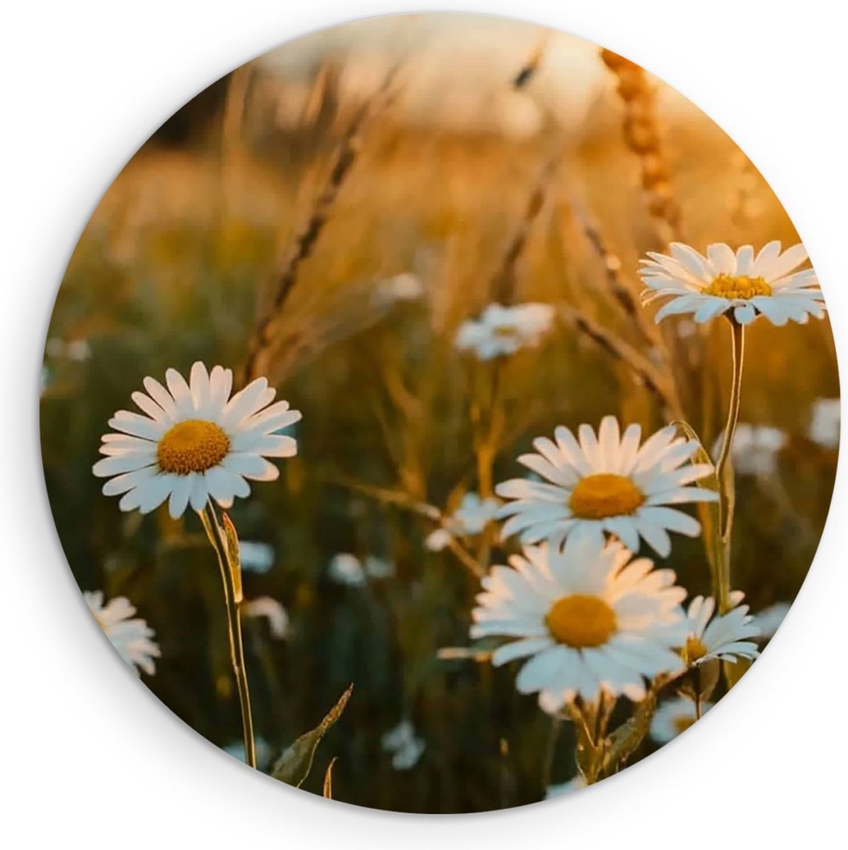 Saammp Forex Muurcirkel - Natuur - Madelief - landschap - Ø 50 - Wandcirkel - Wanddecorati