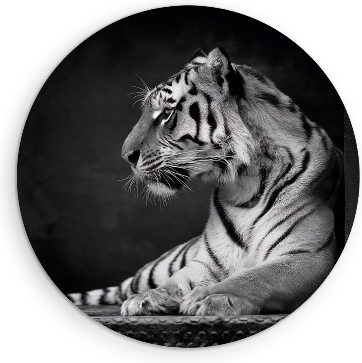 Saammp Forex Muurcirkel - Tijger - Natuur - Dieren - Zwart-Wit - Ø 70 - Wandcirkel - Wanddecoratie Cirkel - muurdecoratie Woonkamer - Slaapkamer decoratie - Rond Schilderij
