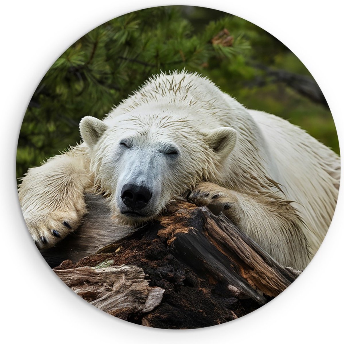 Saammp Forex Muurcirkel - Ijsbeer op Boom - Natuur - Dieren - Ø 60 - Wandcirkel - Wanddecoratie Cirkel - Muurdecoratie Woonkamer - Slaapkamer decoratie - Rond Schilderij