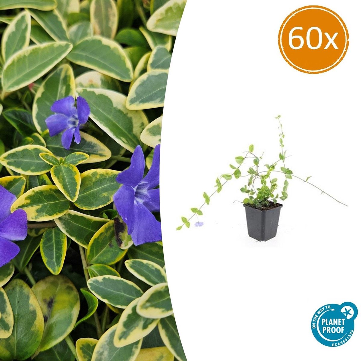 Tuinplantenshop.com | Vinca minor 'Blue and Gold' | 60 stuks - Ø9cm - 10-25cm hoog - Tuinplant