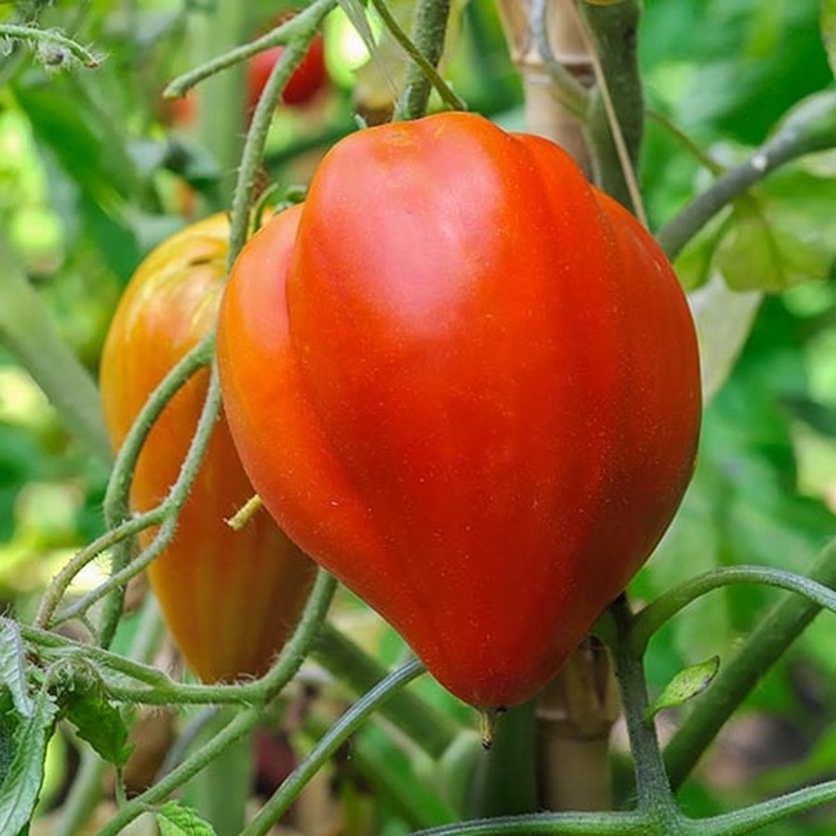 BIO tomaten zaden - Tomaat Téton de Venus