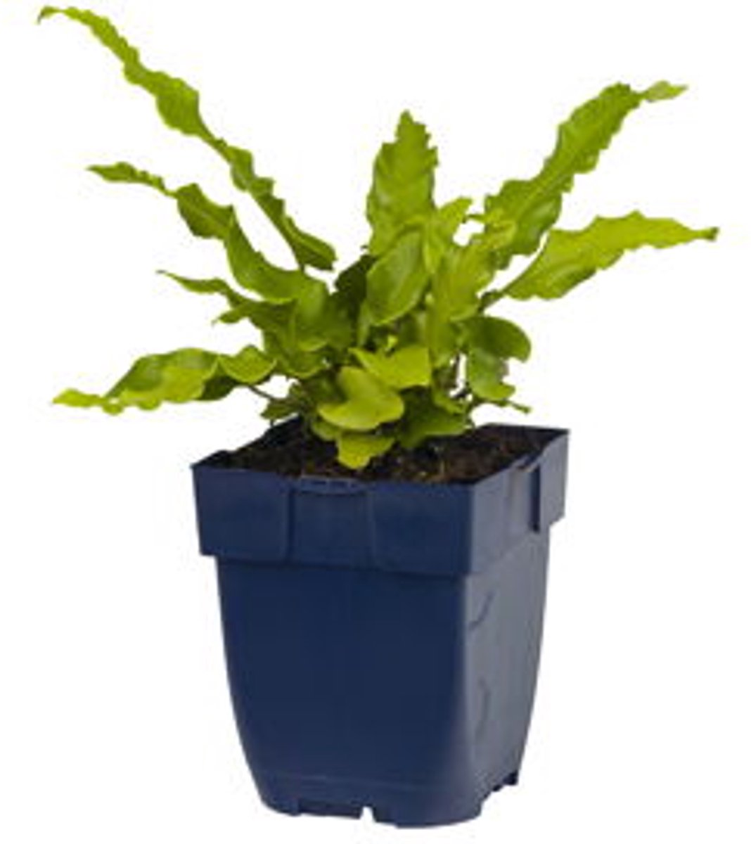 Griffioen - Asplenium scolopendrium