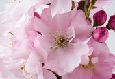 Fotobehang Flowers Blossoms Nature Pink | PANORAMIC - 250cm x 104cm | 130g/m2 Vlies