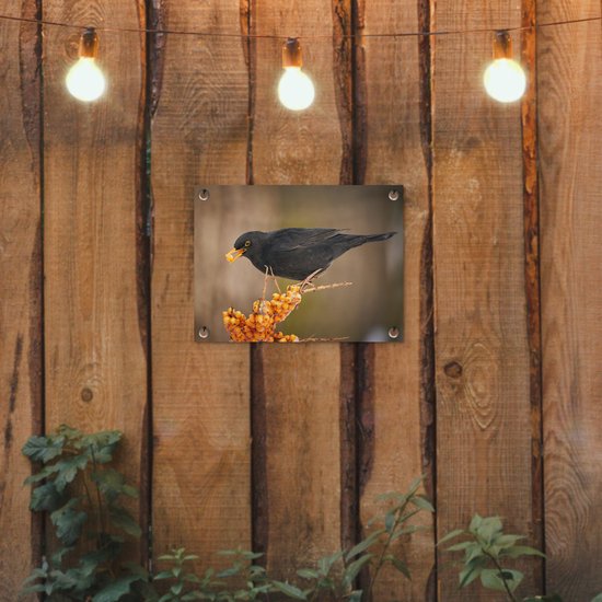 Décoration de Jardin Vogel - Merle - Hiver - Glace - Baie - 40x30 cm - Toile de jardin - Poster extérieur