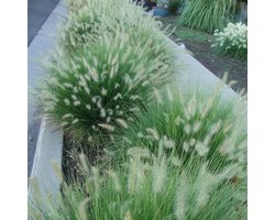 6 x Laag Lampenpoetsersgras Litte Bunny - Winterhard Siergras - Pennisetum 'Little Bunny' in 9x9cm pot met hoogte 5-10cm