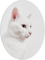 WallClassics - PVC Schuimplaat Ovaal - Witte Kat tegen Witte Achtergrond - 60x80 cm Foto op Ovaal (Met Ophangsysteem)