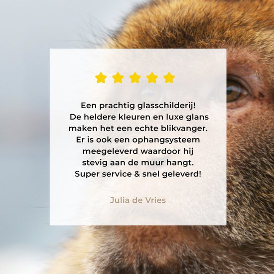 Portrait de macaque de barbarie Glas 60x40 cm - Tirage photo sur Glas (décoration murale en plexiglas)