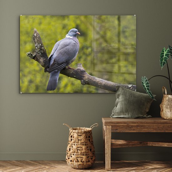 Photo d'un pigeon ramier dans un enclos animalier Plexiglas 90x60 cm - Tirage photo sur Glas (décoration murale plexiglas)