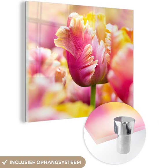MuchoWow® Glasschilderij 20x20 cm - Schilderij acrylglas - Een close-up van roze tulp met een gele kop - Foto op glas - Schilderijen